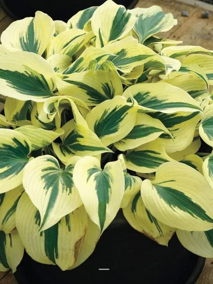 Хоста Фирн Лайн, 1 шт.