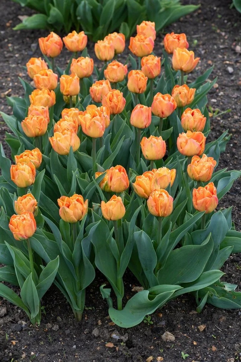 Тюльпан махровый поздний Лоренцо, 11/12, 1 шт.