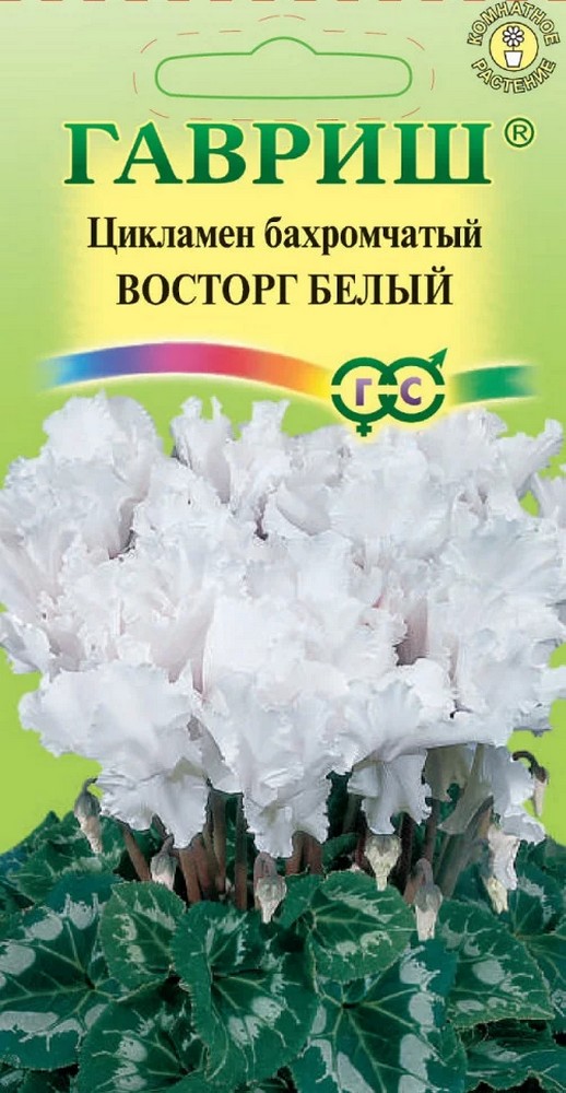 Цикламен Восторг Белый, 3 шт. Элитная клумба. 