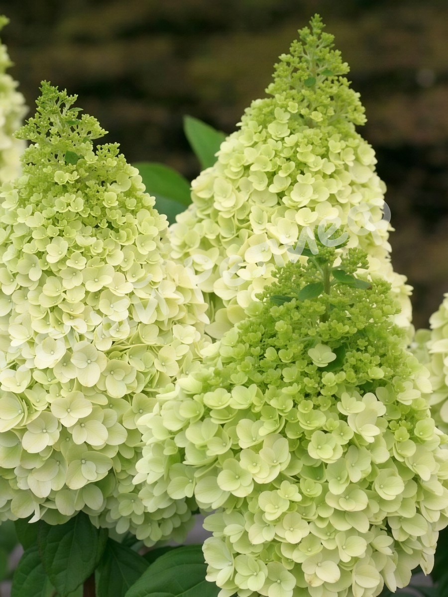 Гортензия метельчатая Мэджикал Мунлайт