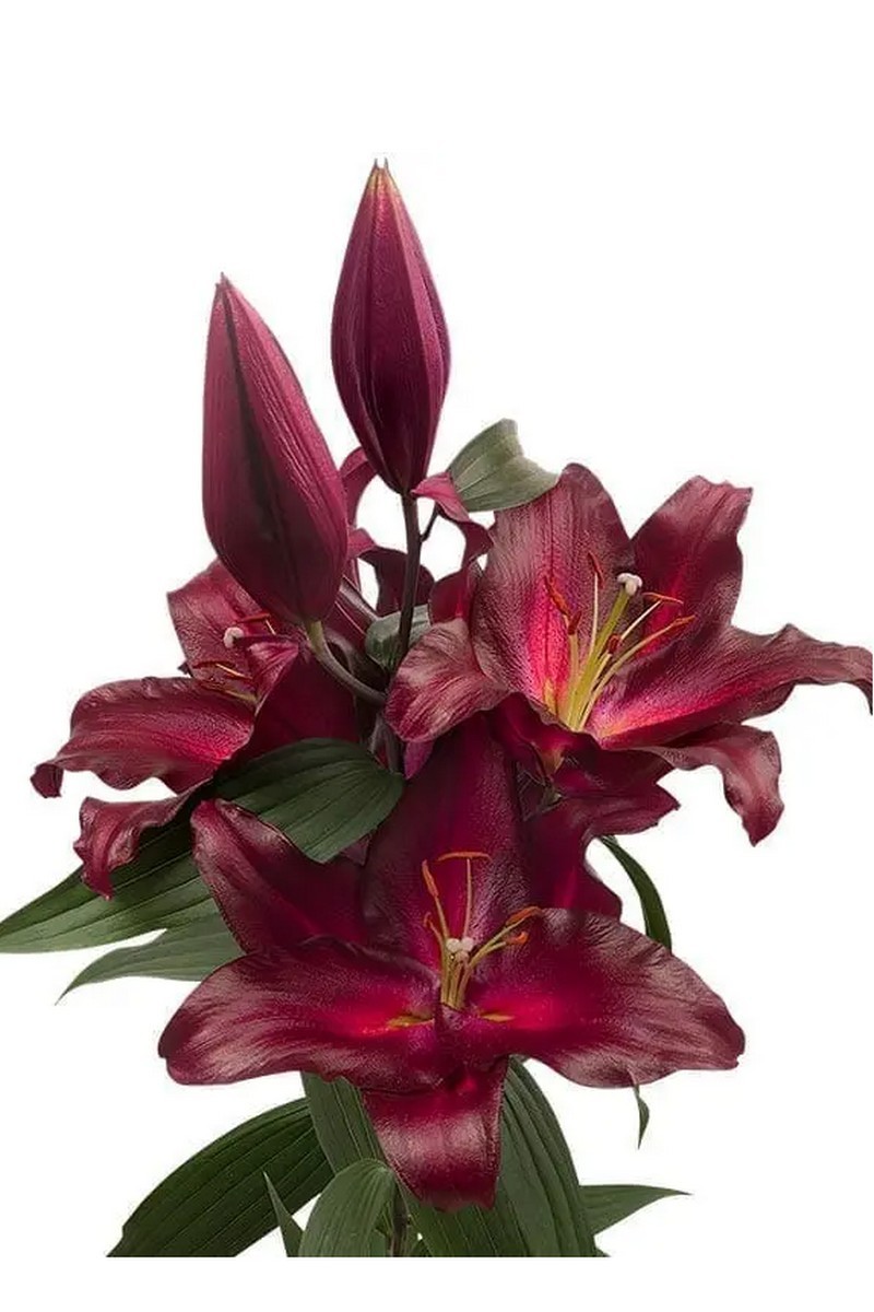 Лилия восточная Авиньер, 16/18, 1 шт.