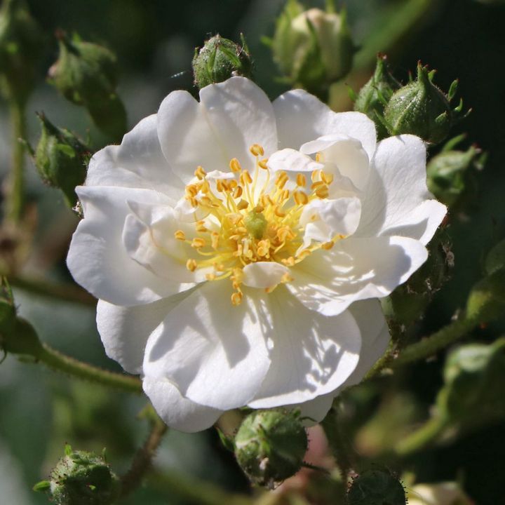 Роза мускусные гибриды Гирлянд д'Амур/ЦКор