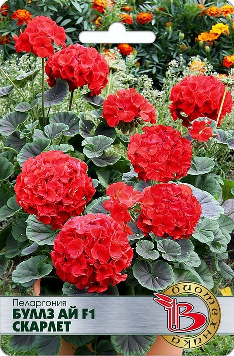 Пеларгония Буллз Ай F1 Скарлет, 5 шт. Биотехника