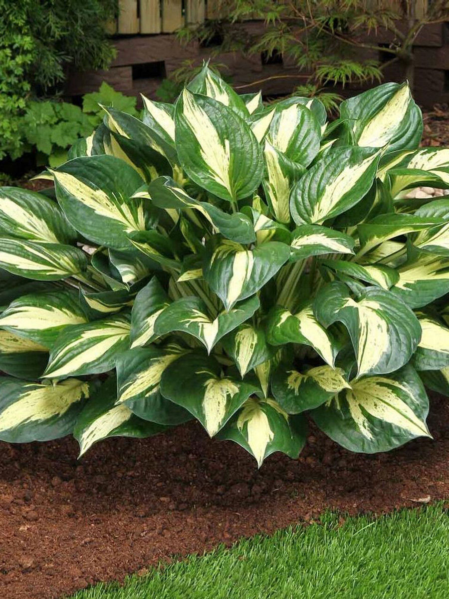 Хоста Революция, 1 шт.