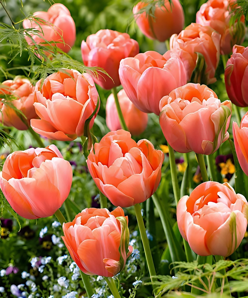 Тюльпан махровый поздний Ментон Экзотик, 11/12, 1 шт.