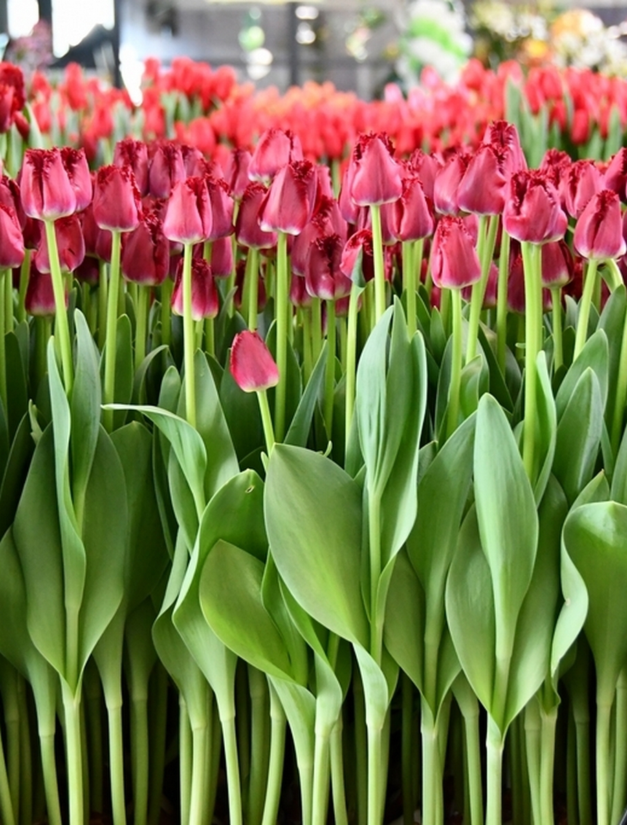 Тюльпан бахромчатый Криспи Реддино, 12/+, 1 шт.