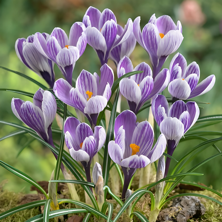 Крокус крупноцветковый Кинг оф Стрипд, 7/8, 1 шт.