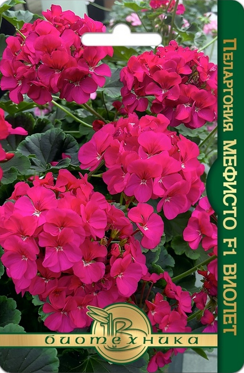 Пеларгония Мефисто F1 Виолет, 5 шт. Биотехника