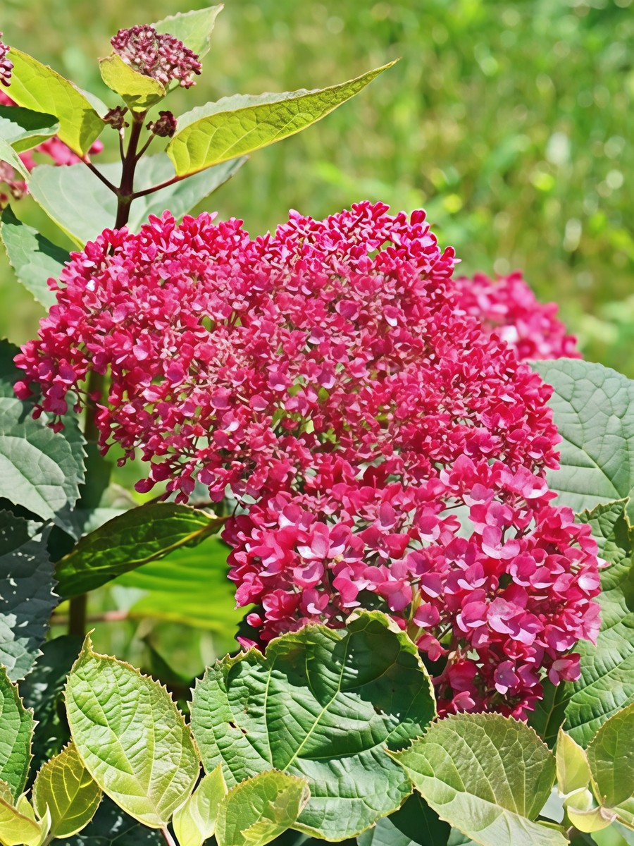 Гортензия древовидная Кандибел Сорбет/ЦКорЛюкс