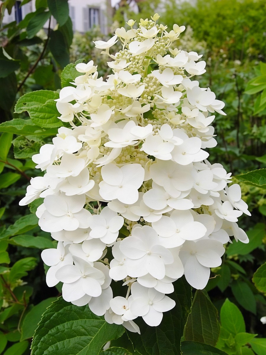 Гортензия метельчатая Левана