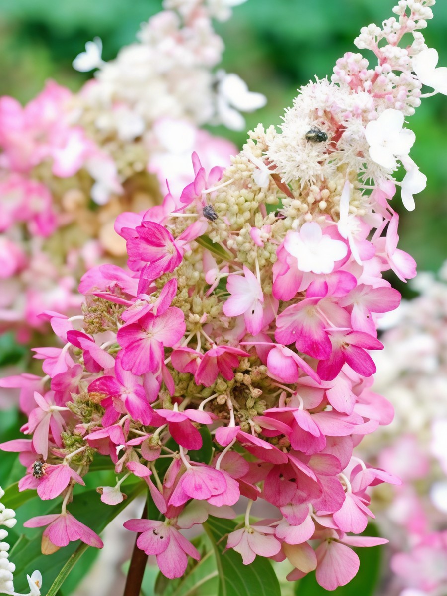 Гортензия метельчатая Конфетти/ЦКорЛюкс