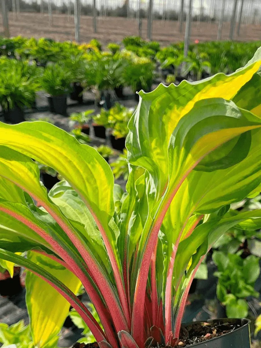 Хоста Липстик Кисс, 1 шт.