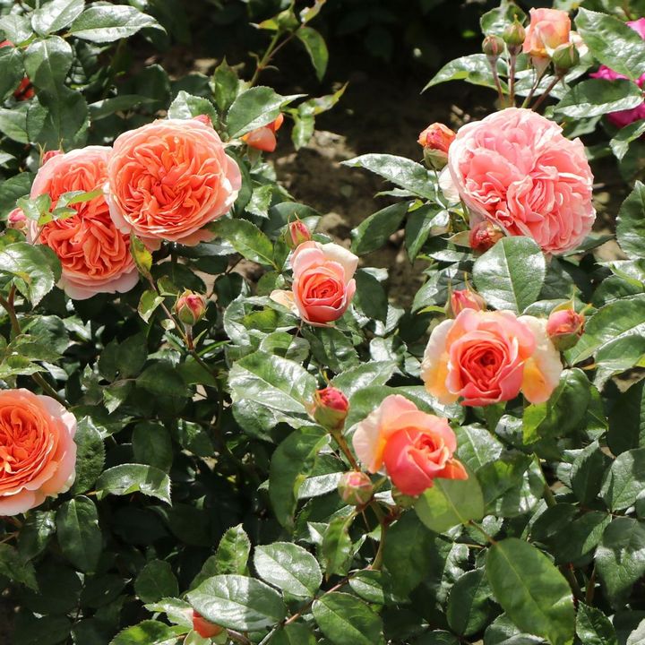 Роза парковая Чиппендейл