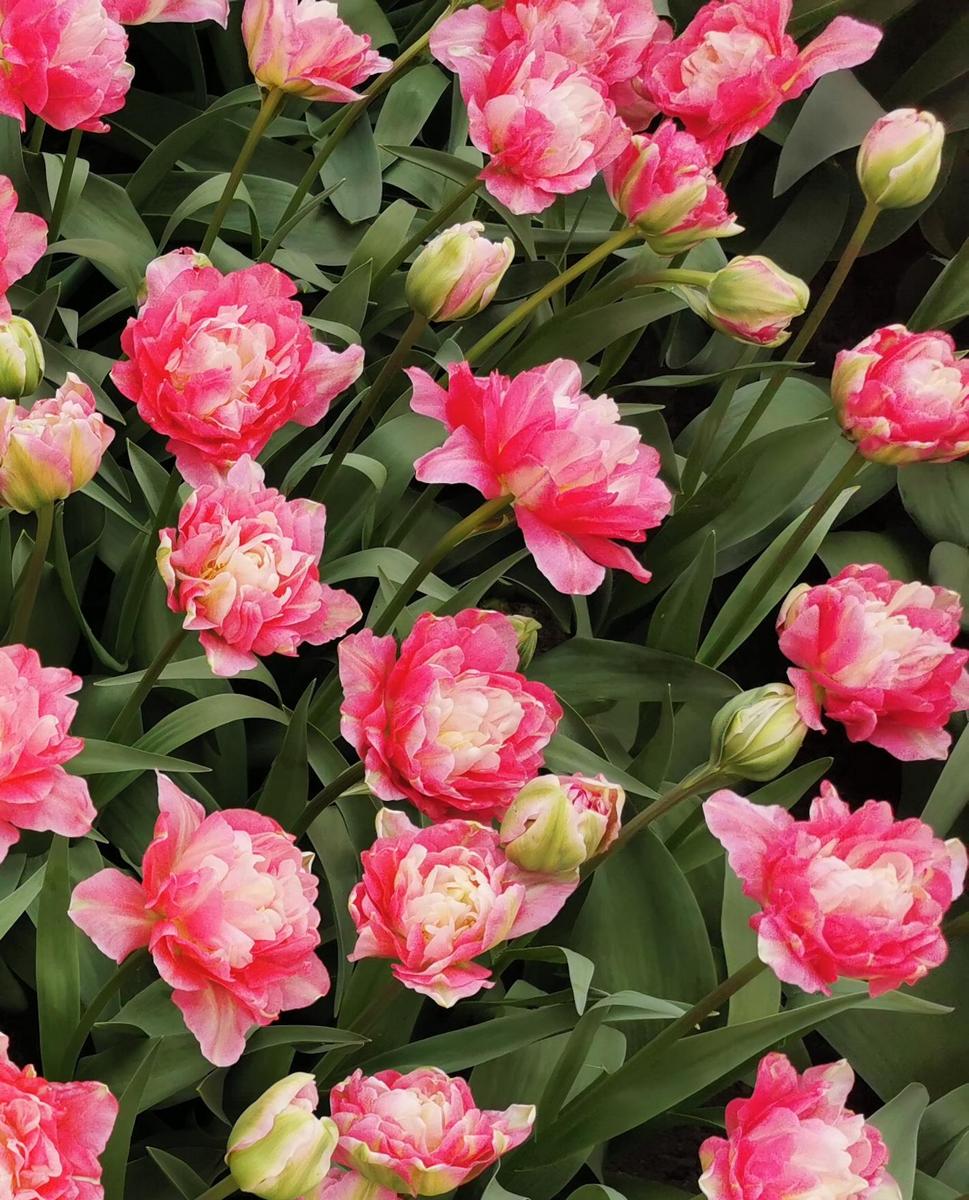 Тюльпан махровый поздний Дабл Шугар, 11/12, 1 шт.