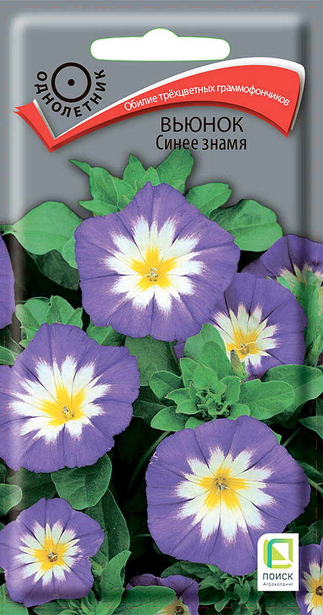 Вьюнок Синее знамя, 1 г.