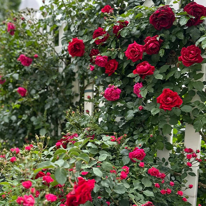 Роза плетистая Дон Жуан