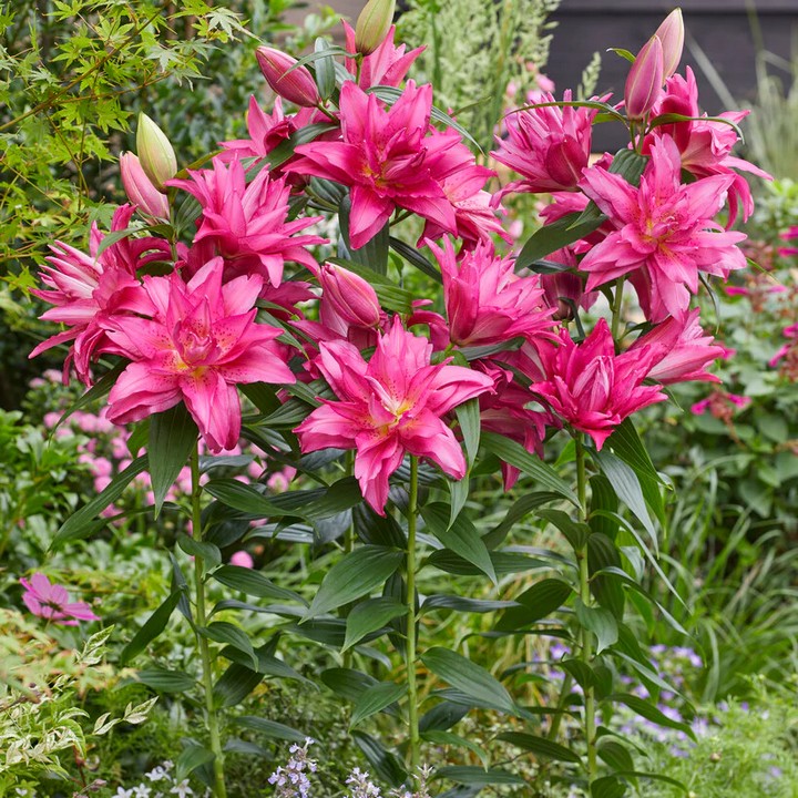 Лилия восточная махровая Roselily Флоретта, 12/14, 1 шт.