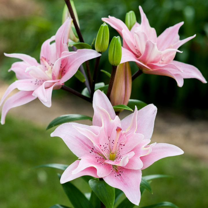 Лилия азиатская махровая Элоди, 12/14, 1 шт.