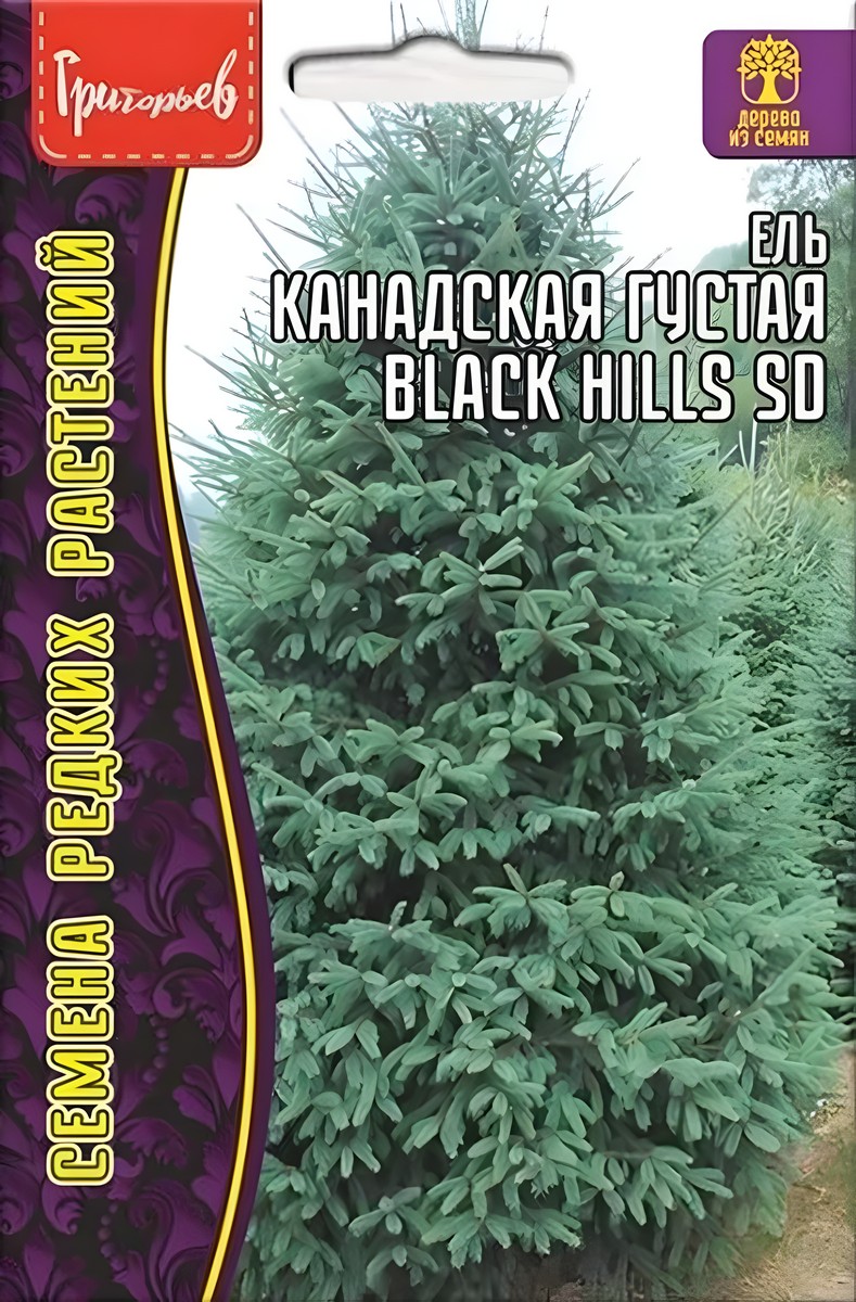 Ель Канадская Густая Black Hills, SD 10 шт.