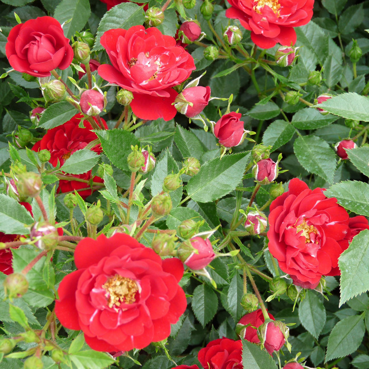 Роза почвопокровная Ред Фэйри/ЦКор