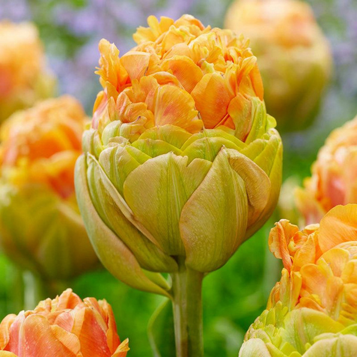 Тюльпан махровый ранний Ле Лавандоу, 11/12, 1 шт.