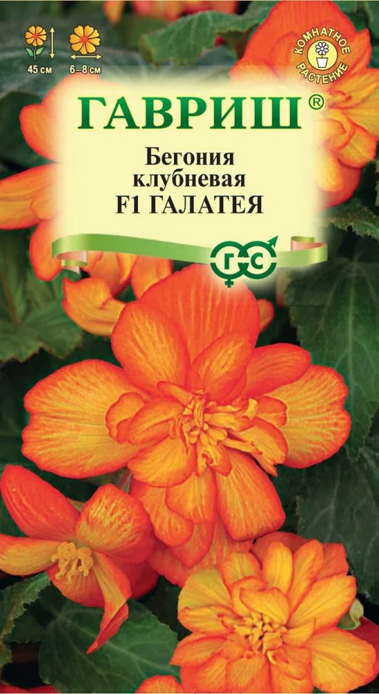 Бегония Галатея F1, ампельная 4шт. 