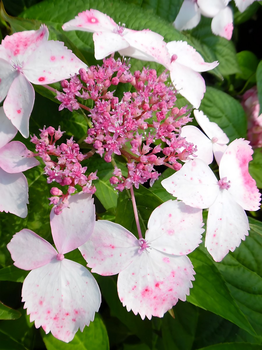 Гортензия пильчатая Амача /ЦКор