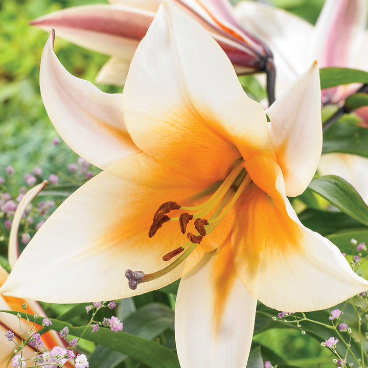 Лилия ОТ-гибрид Хай Ти, 1 шт.