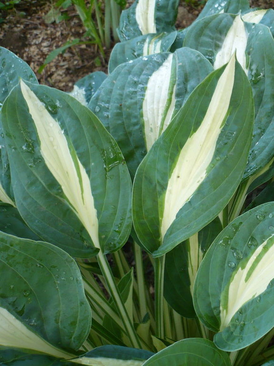 Хоста Пин-Ап, 1 шт.