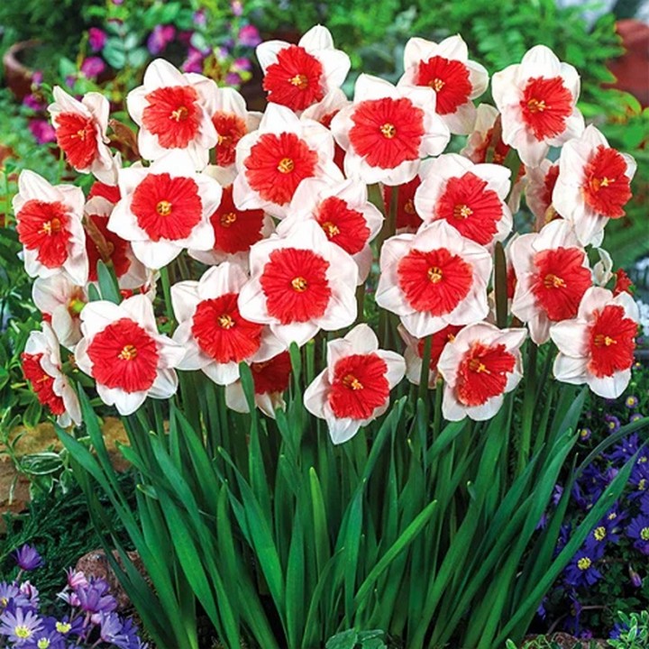 Нарцисс бахромчатый корончатый Риот, 12/14, 1 шт.