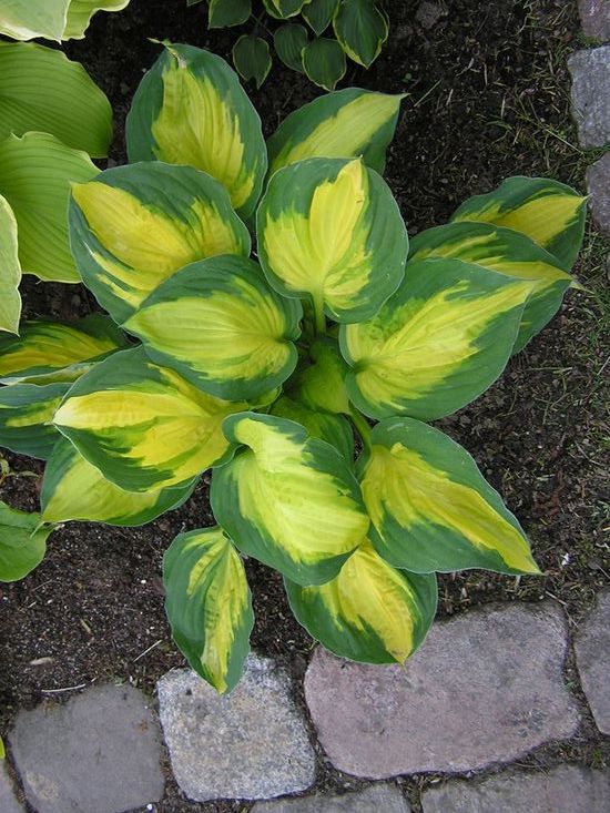 Хоста Джерджия Свитхарт, 1 шт.