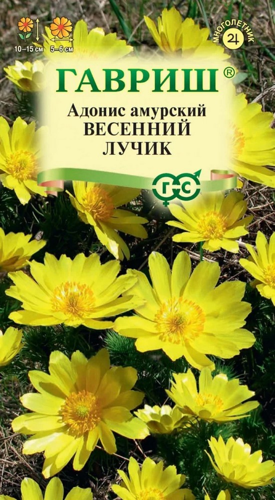 Горицвет (Адонис) амурский Весенний лучик, 0,05 г.