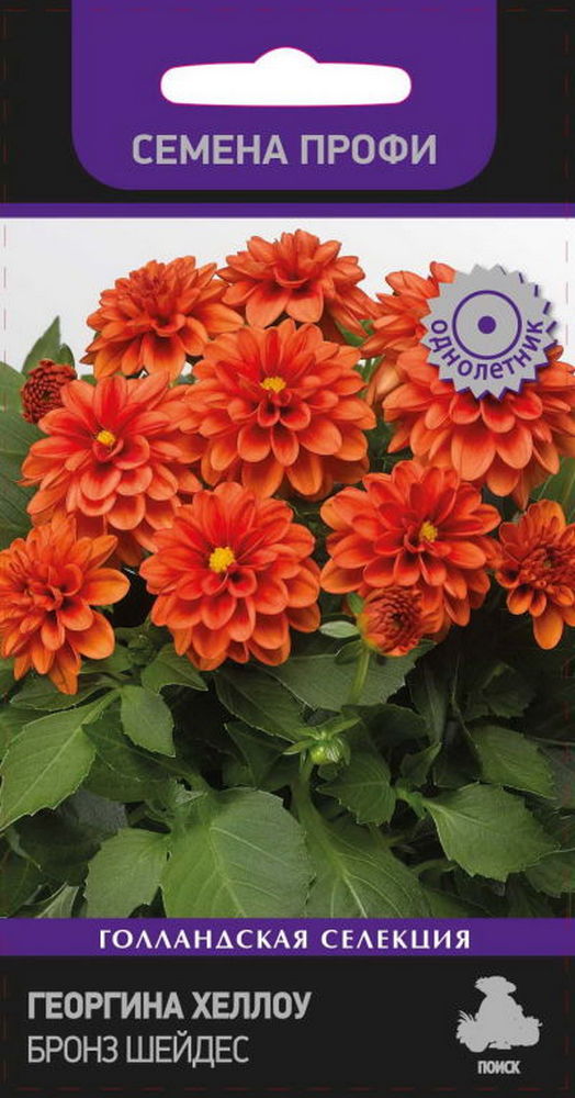 Георгина Хэллоу Бронз Шейдес, 10 шт. Семена профи