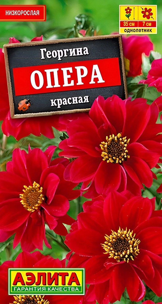 Георгина Опера красная, 7 шт.