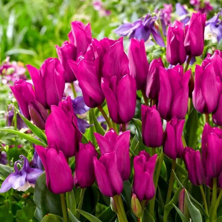 Тюльпан многоцветковый Пурпл Букет, 11/12, 1 шт.