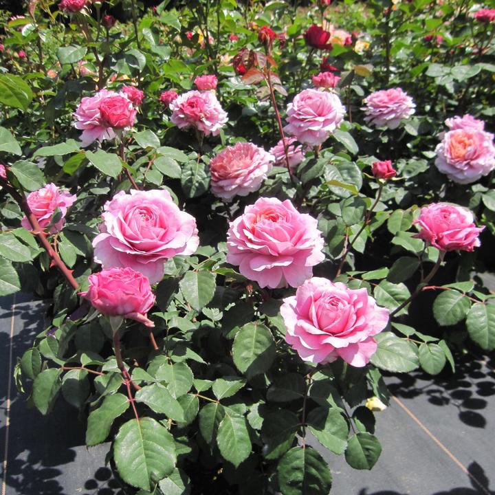 Роза Тантау чайно-гибридная Айсфогель/ЦКорЛюкс