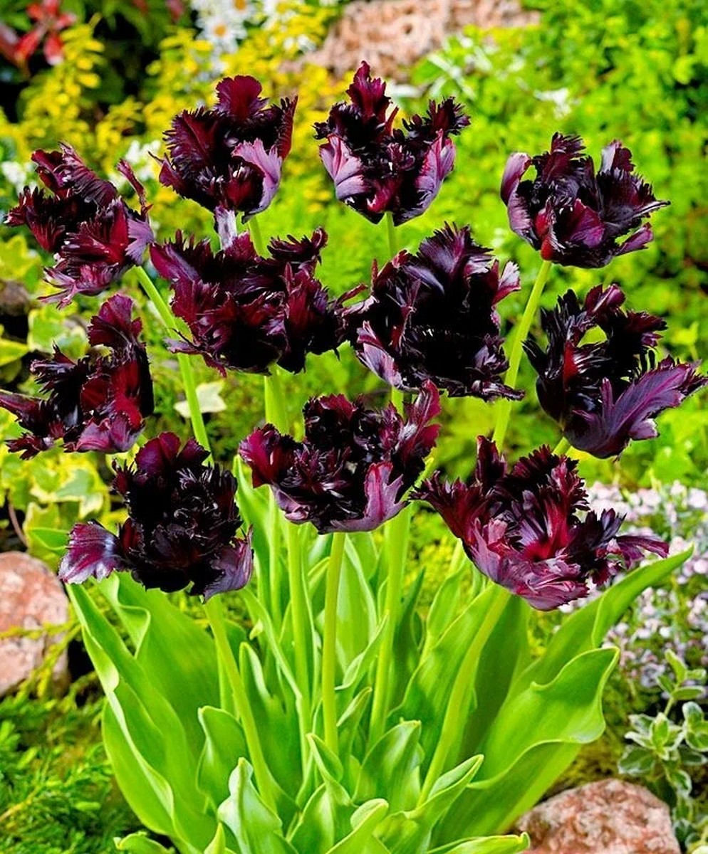 Тюльпан попугайный Блэк Пэррот, 11/12, 1 шт.