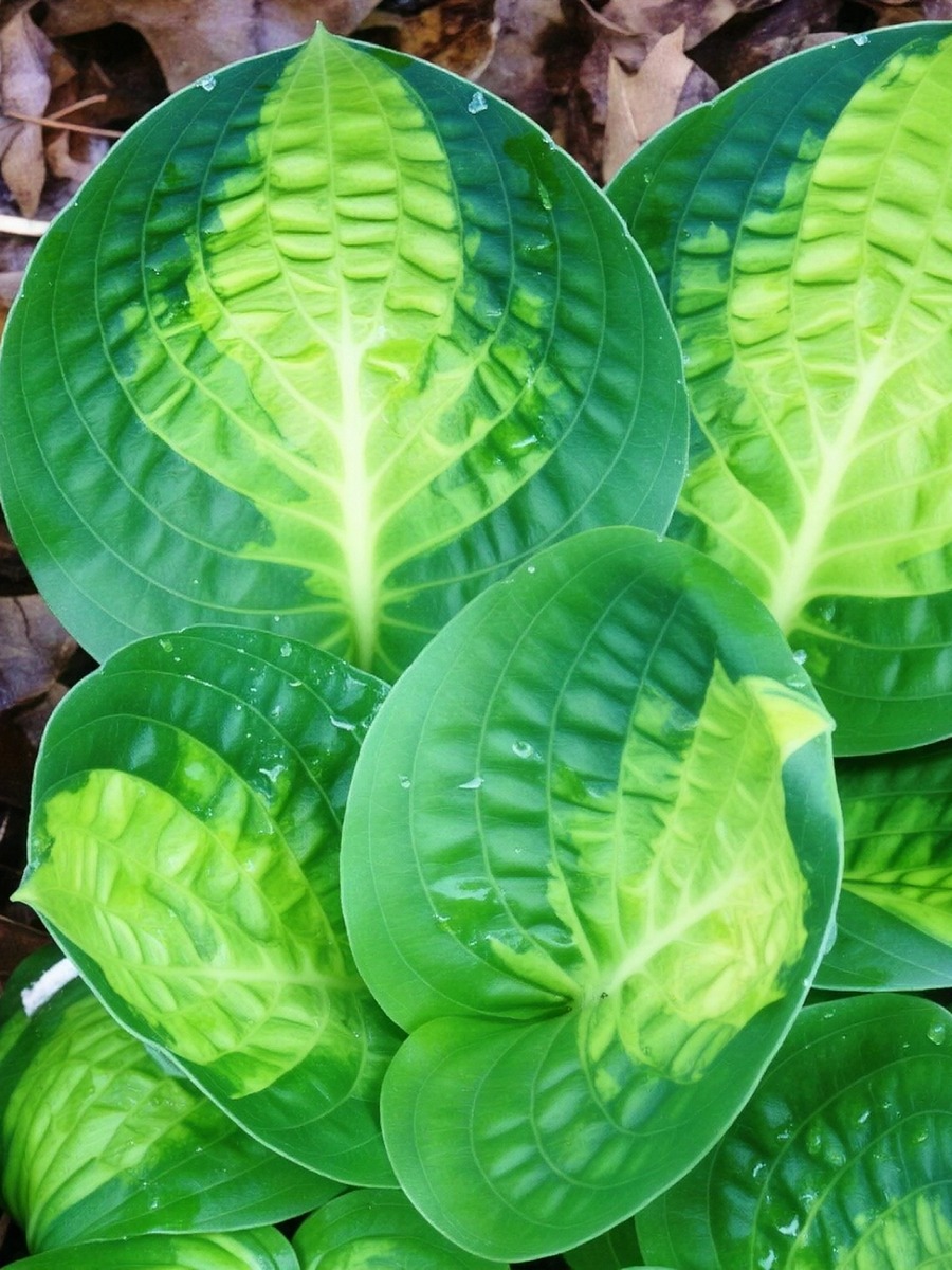 Хоста Уорвик Комет, 1 шт.