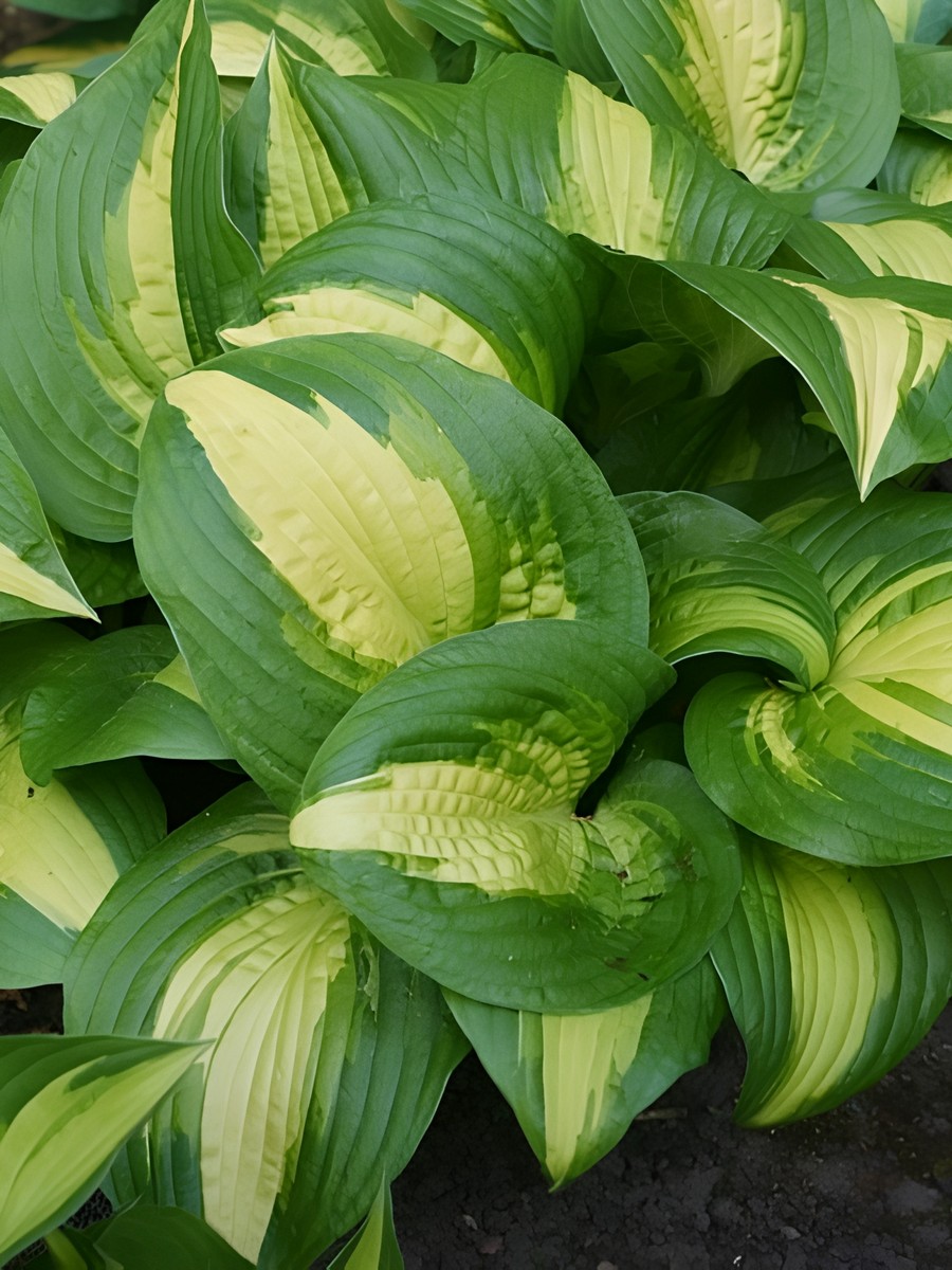 Хоста Лейксайд Метер Мейд, 1 шт.