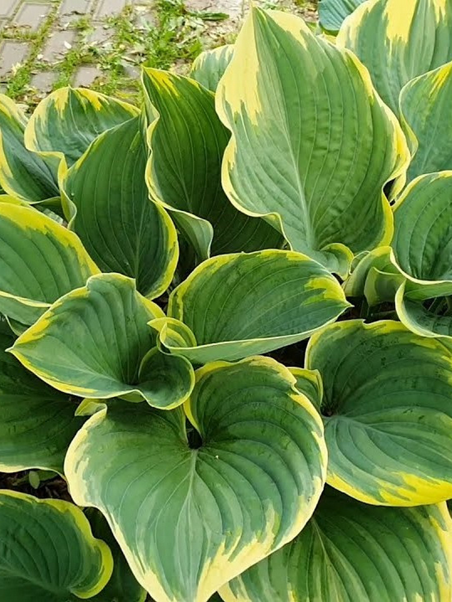 Хоста Сага,1 шт.