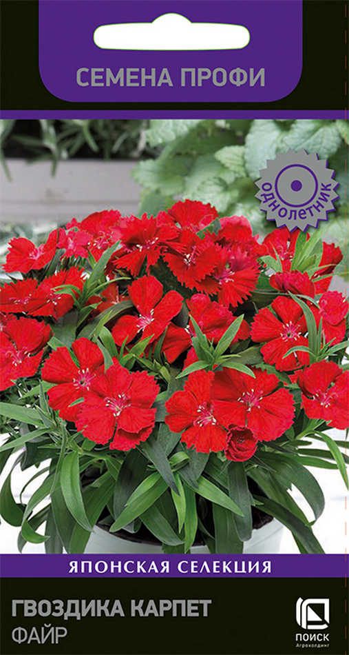 Гвоздика Карпет Файр, 10 шт. Семена профи