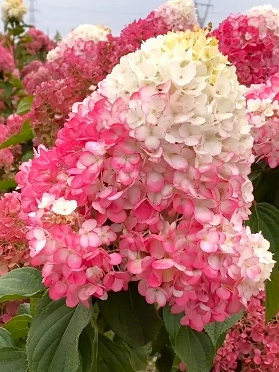 Гортензия метельчатая Строберри Блоссом