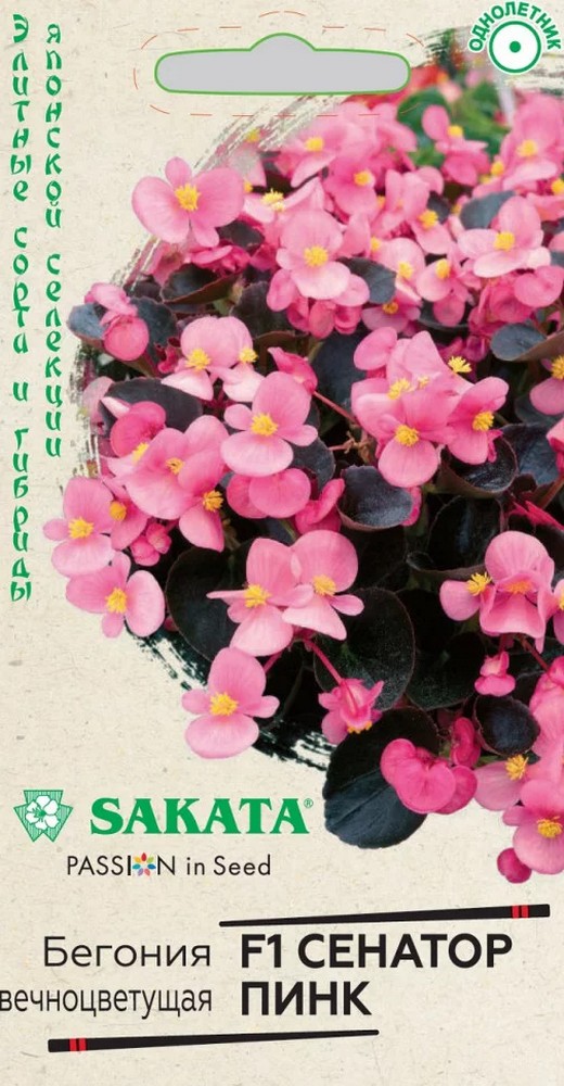 Бегония вечноцветущая Сенатор пинк F1, 4шт. Саката.