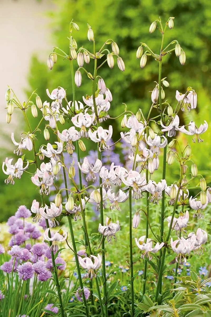 Лилия кудреватая Сноу Морнинг, 12/14, 1 шт.