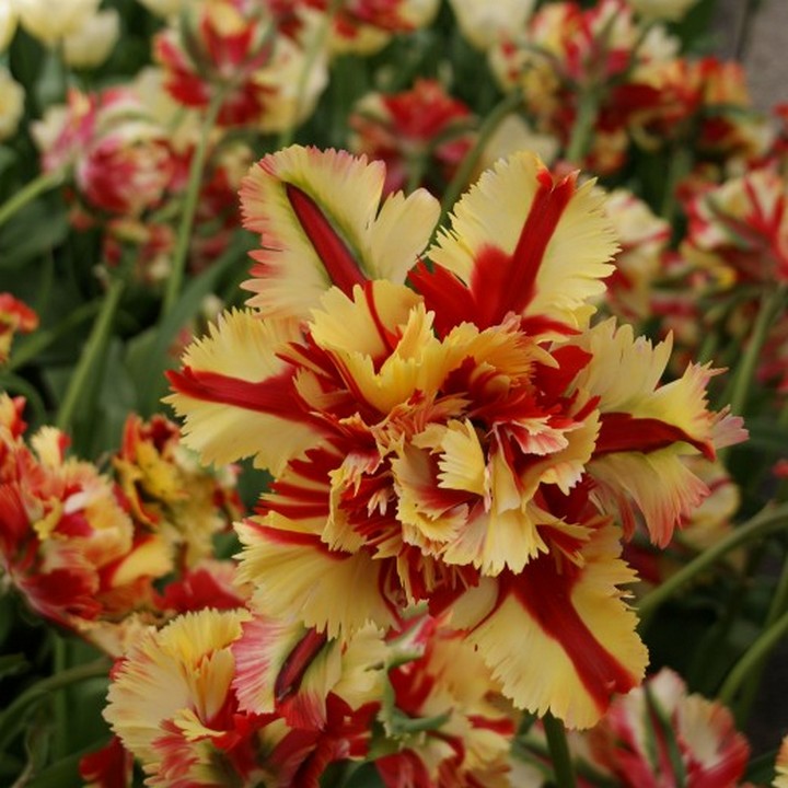 Тюльпан махровый попугайный Дабл Флэминг Пэррот, 11/12, 1 шт.