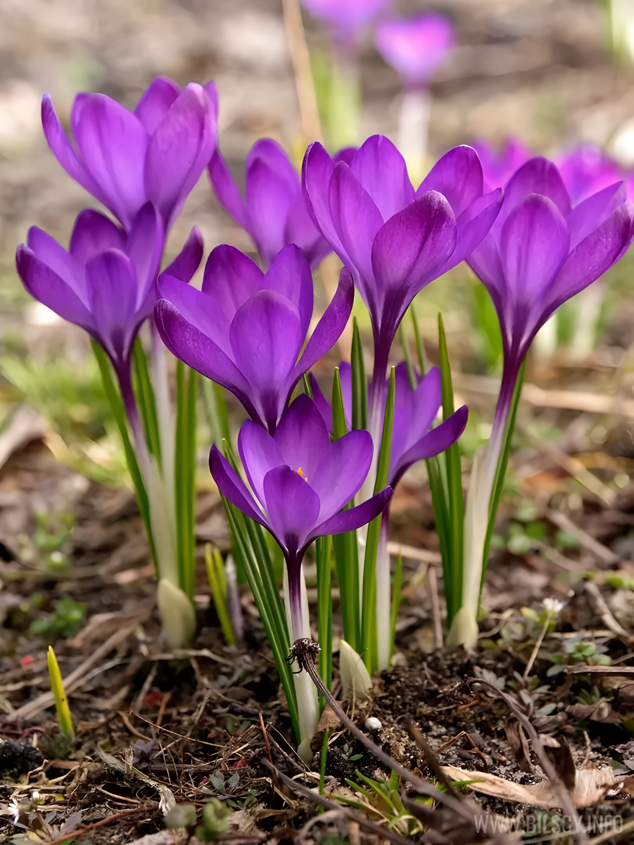 Крокус ботанический Руби Джиант, 5/+, 1 шт.