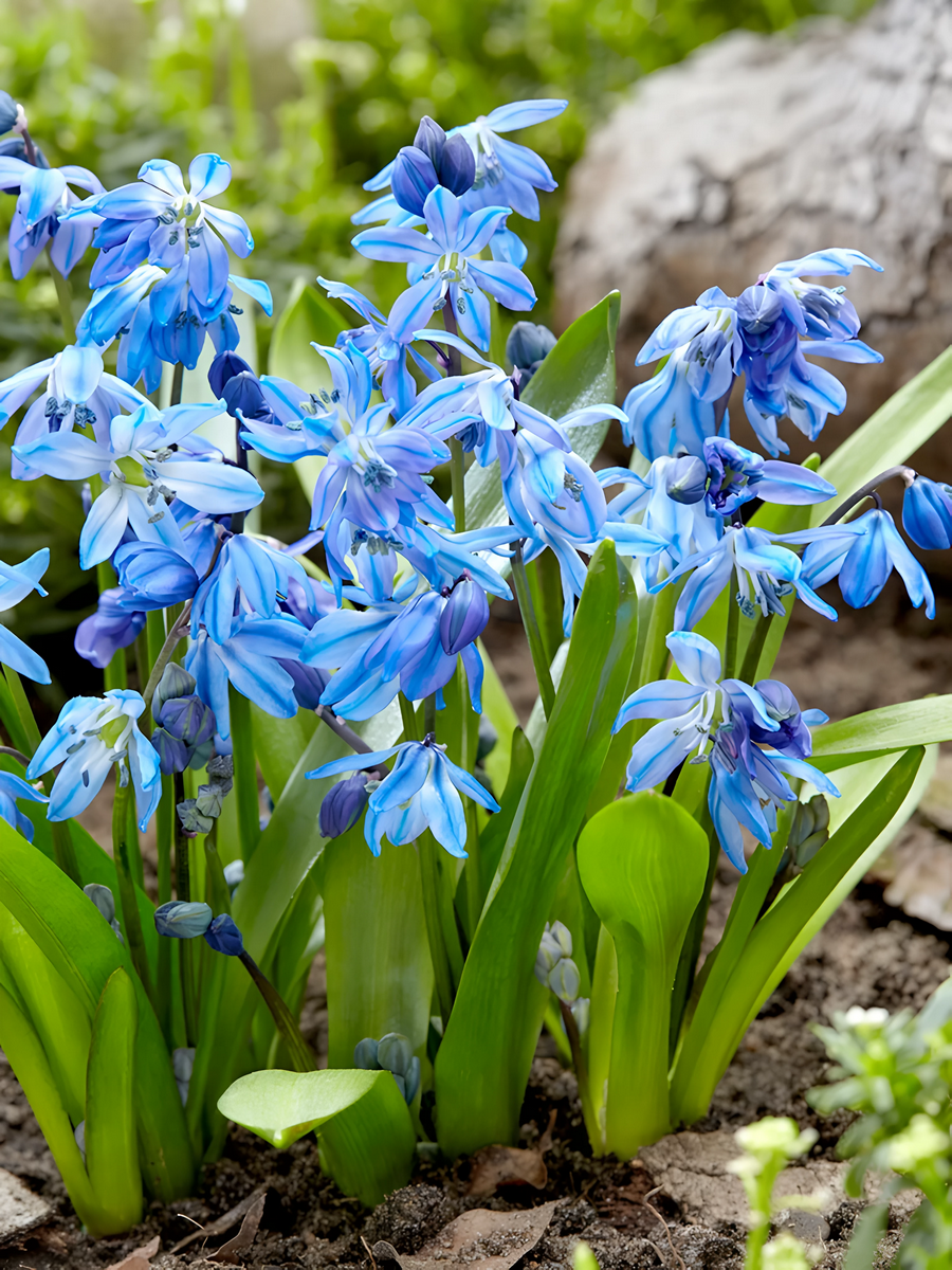 Сцилла Сибирская, 7/8, 1 шт.