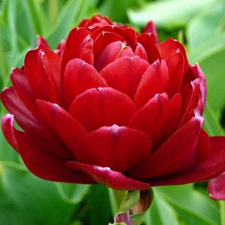 Тюльпан махровый поздний Дядюшка Том, 11/12, 1 шт.