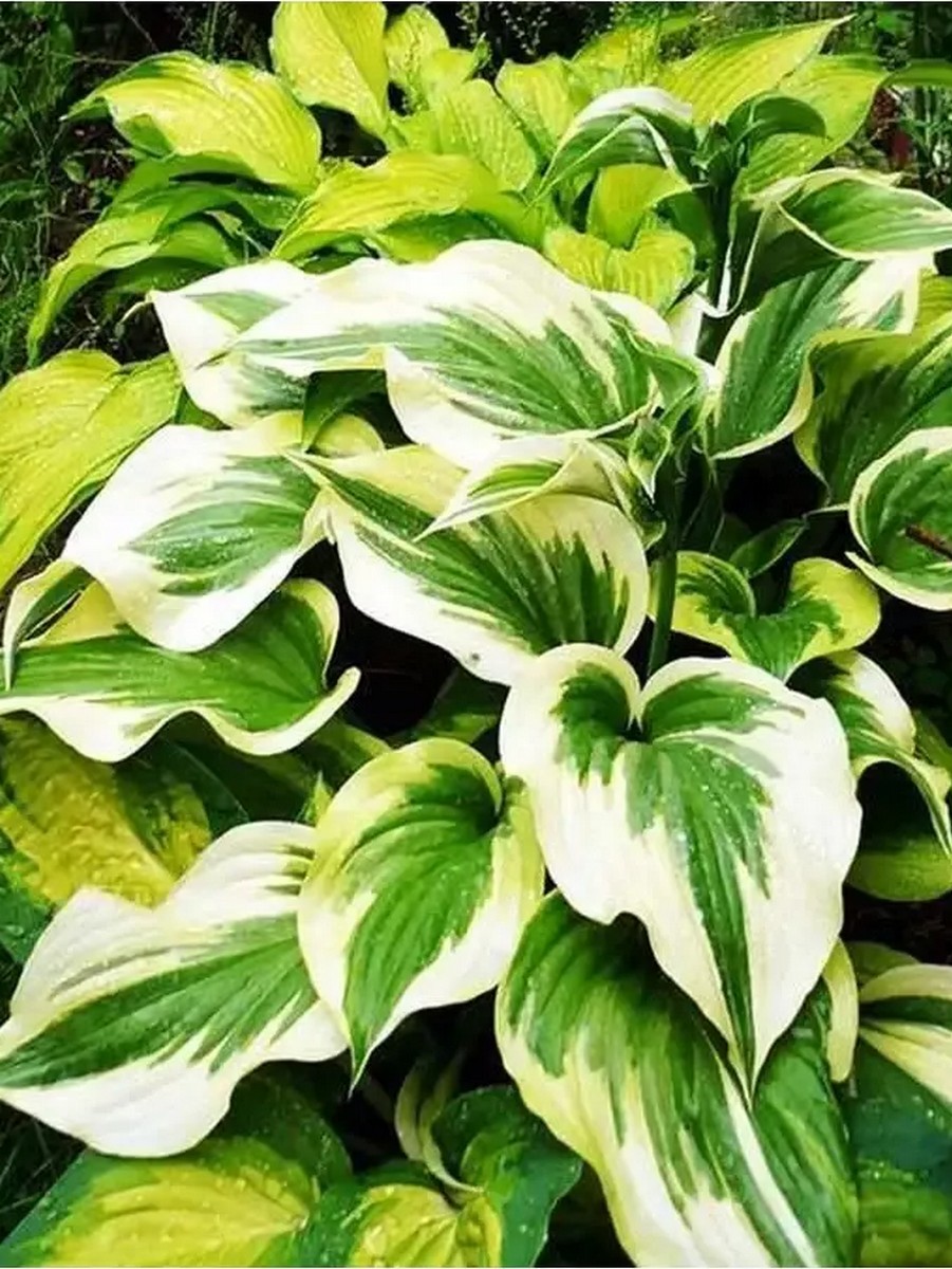 Хоста Силк Роуд, 1 шт.