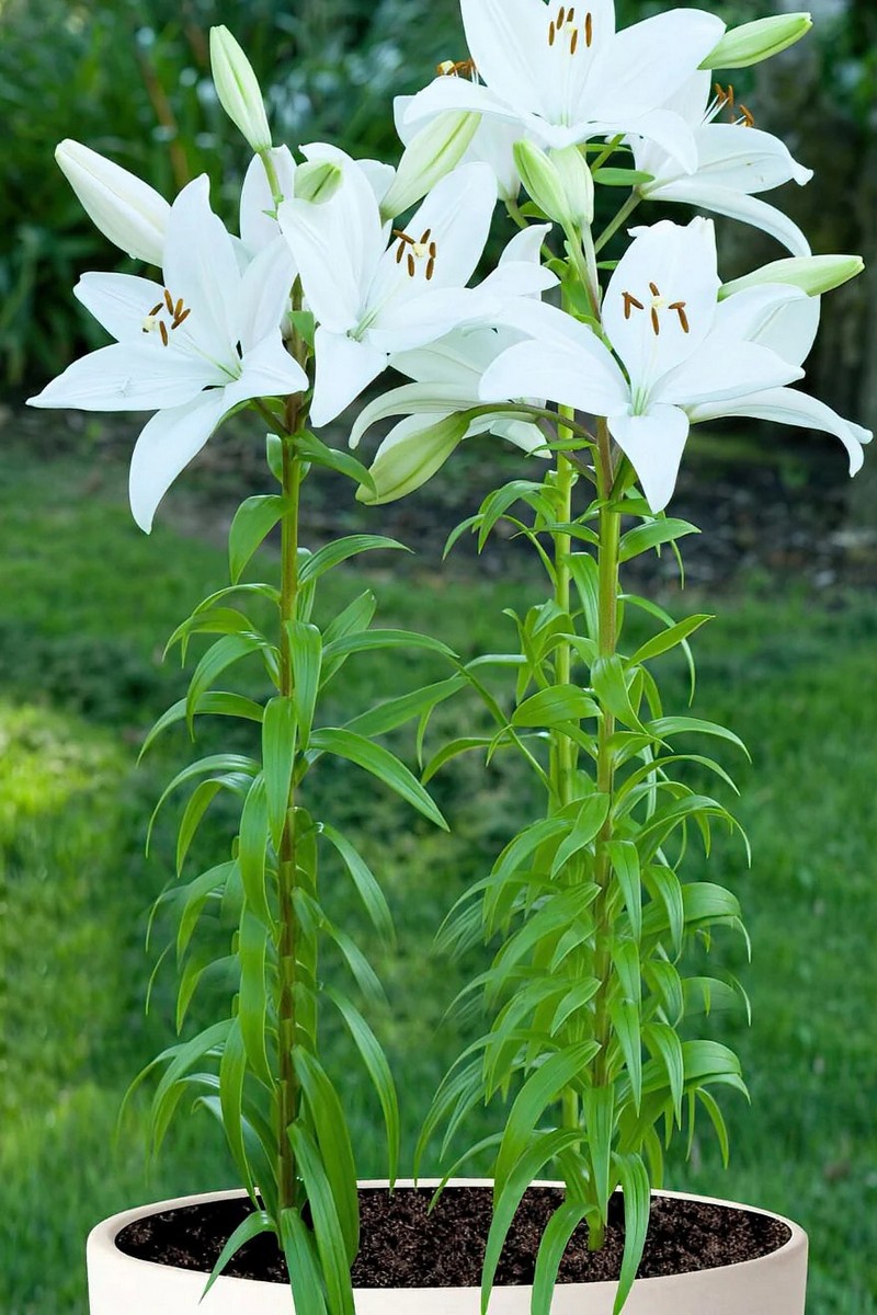 Лилия ЛОО-гибрид Брайт Бриллиант, 12/14, 1 шт.